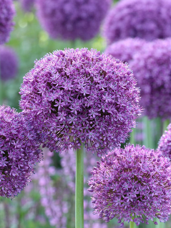Allium Gladiator